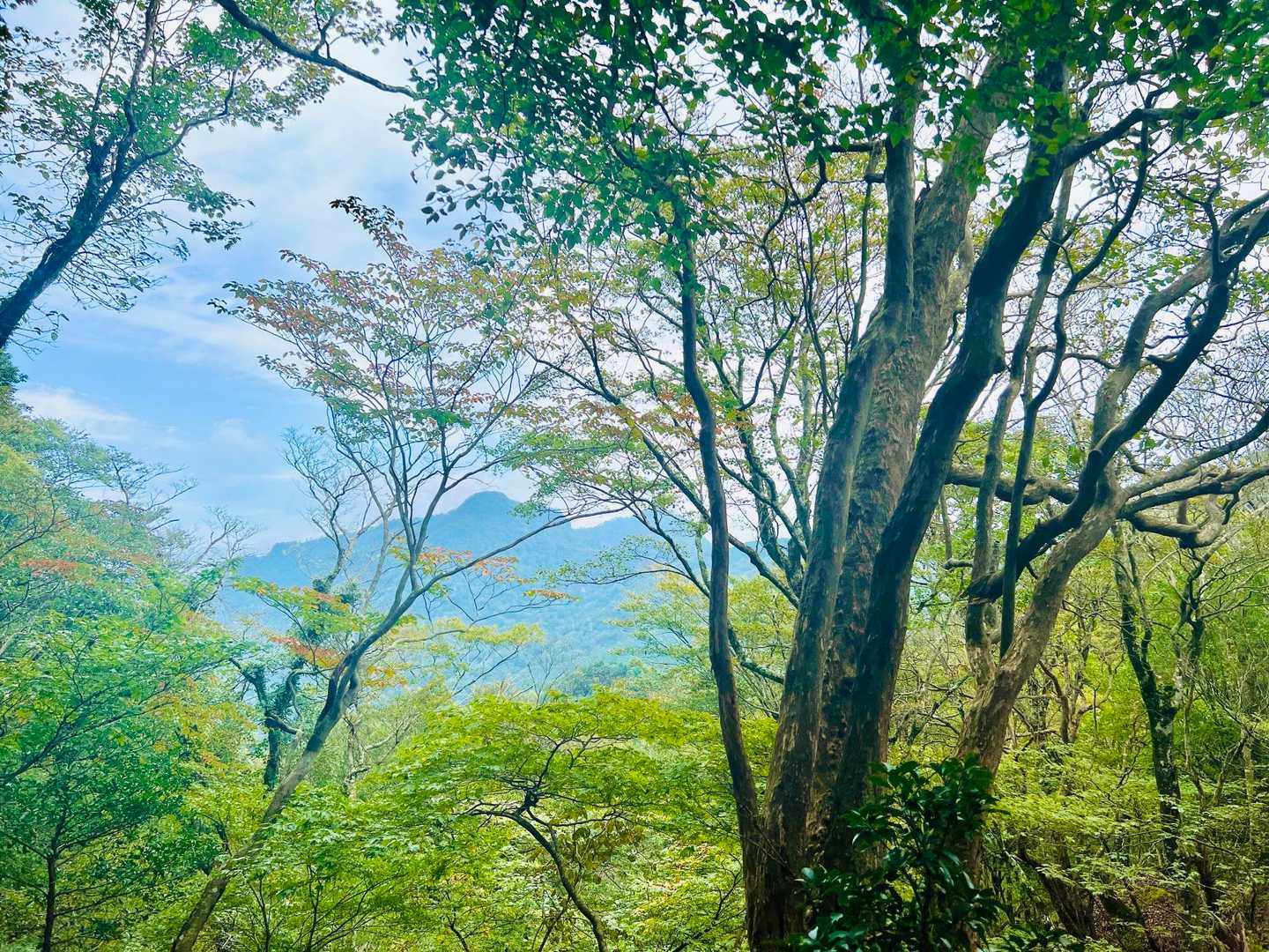 英彦山が見えて来ました。風が冷たくて気持ちいぃ♪ﾟ