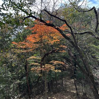 ちょこっと紅葉🍁
