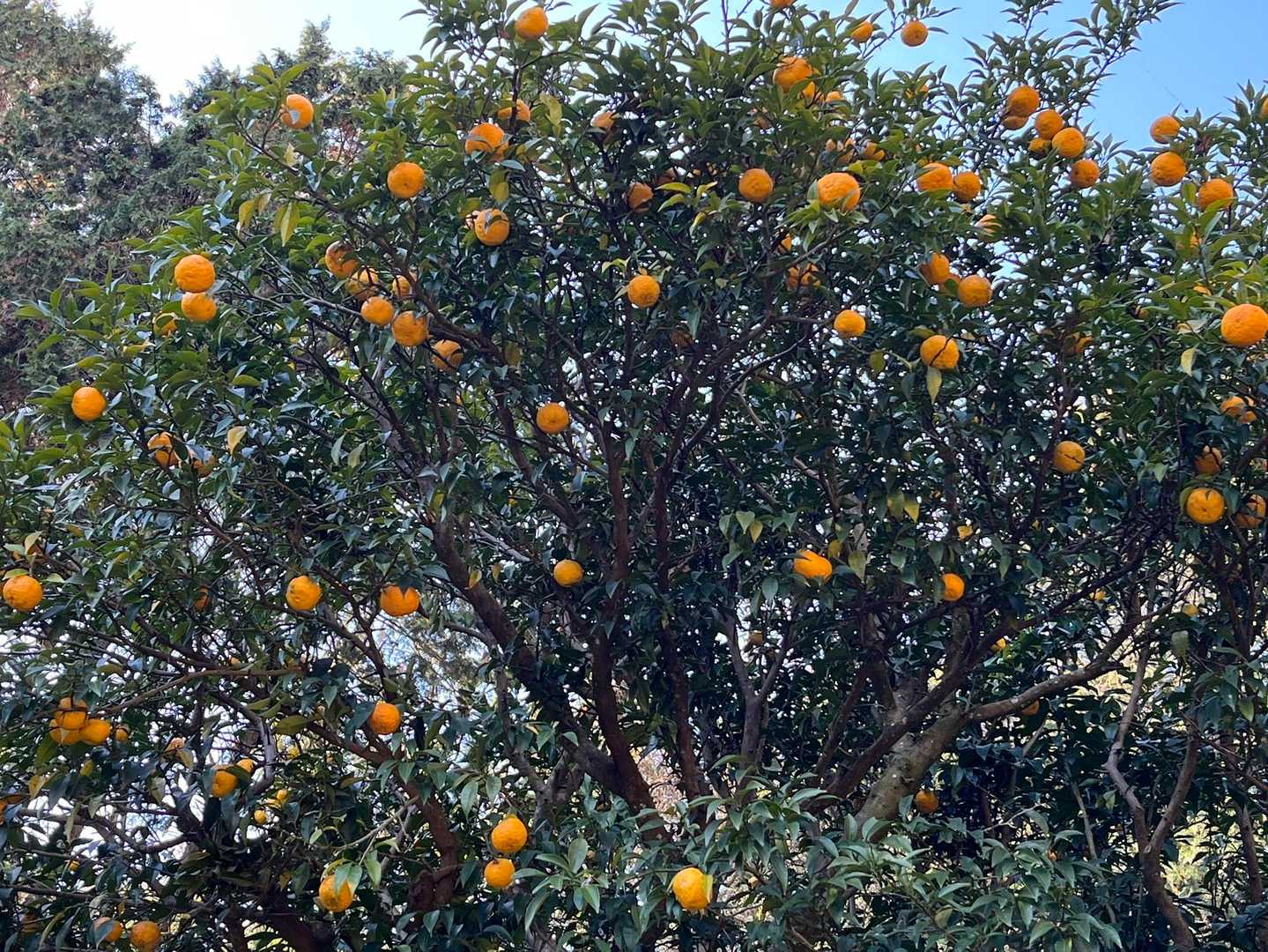 下山はゆず園を通って🍊