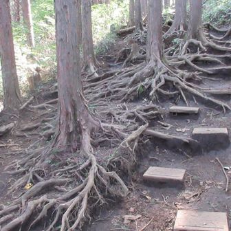 ニョロニョロ道
足元注意