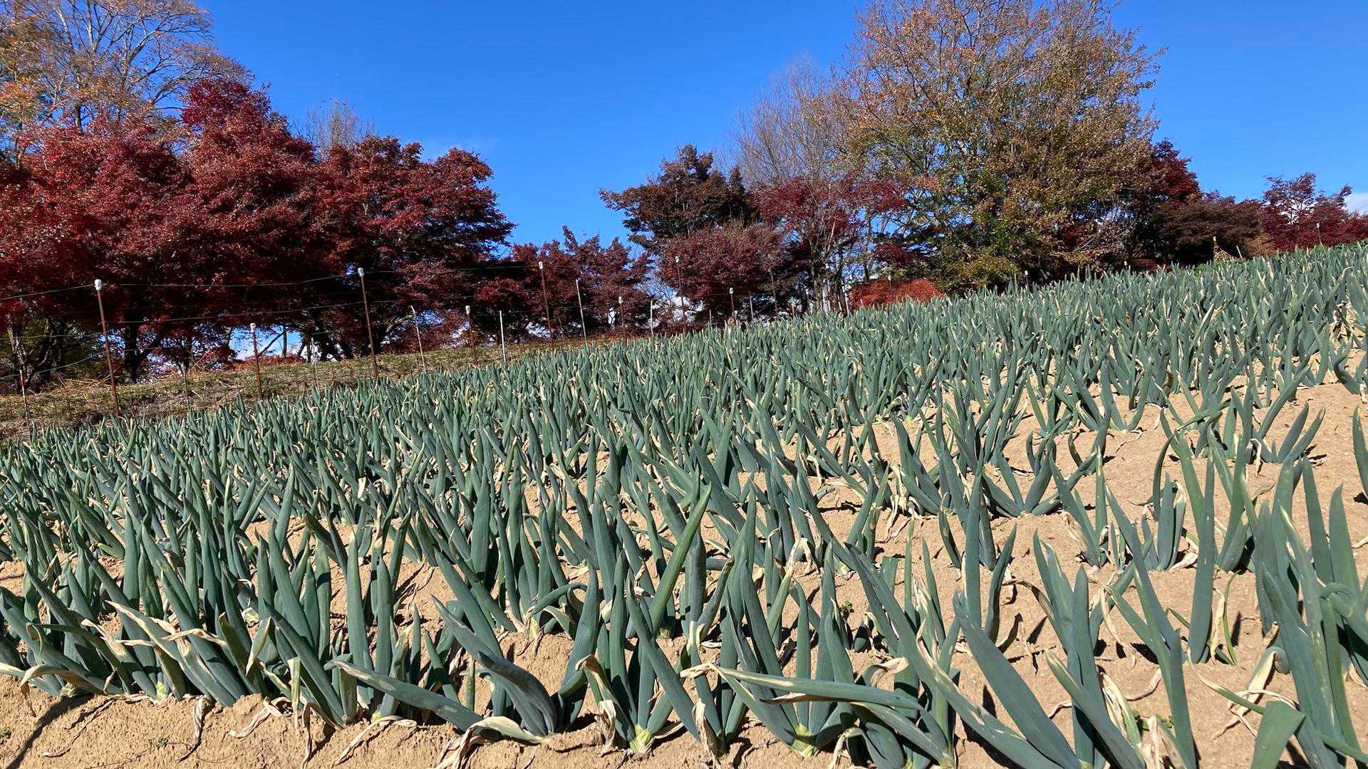 そして紅葉山へ　下仁田葱畑