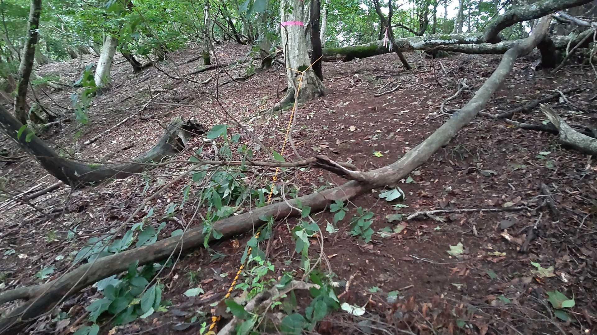 ロープの上に木が倒れています