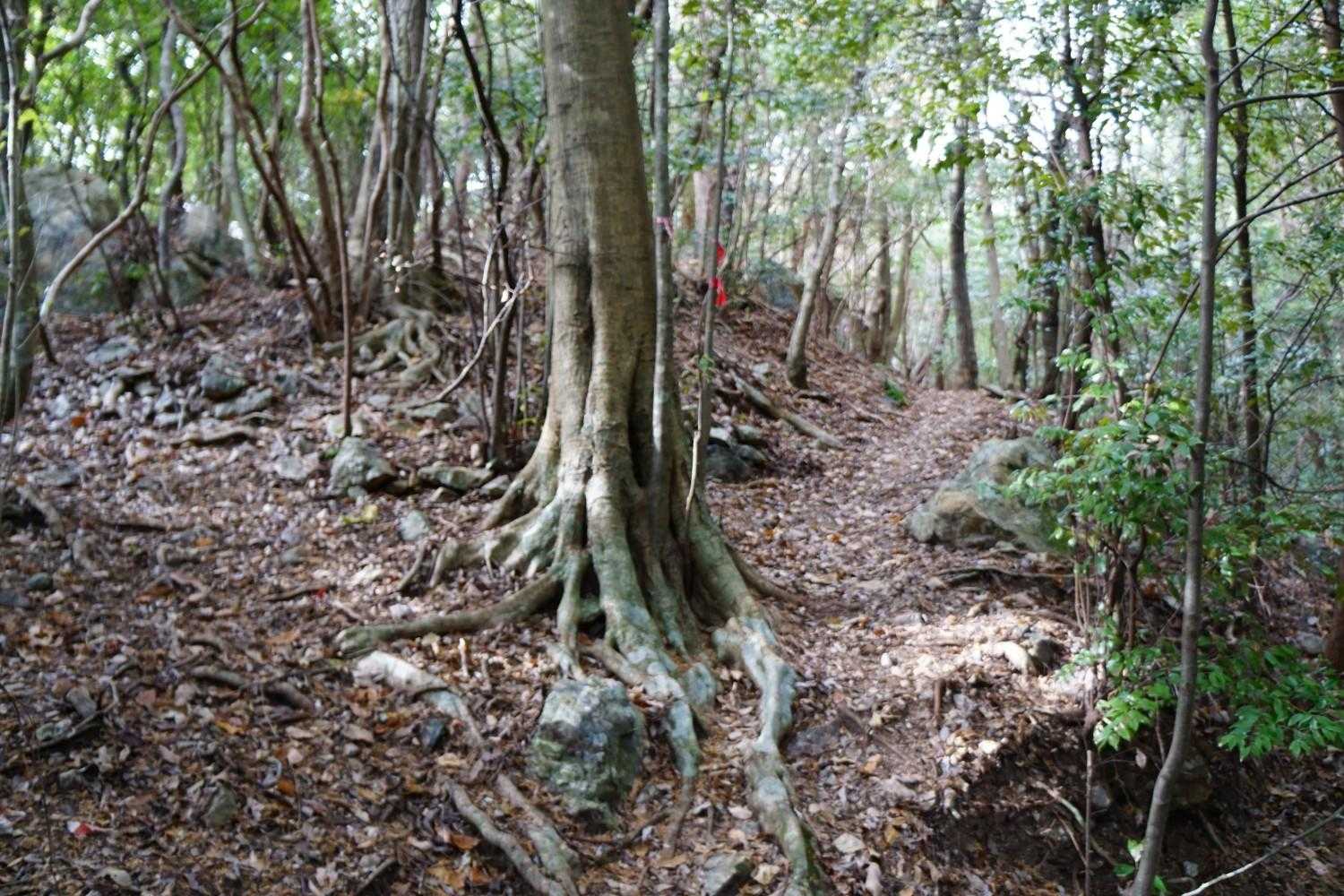 登山道に入ると木の枝に赤テープのマーキングがありホットしました
何せ相談相手の無い初めての山ですから