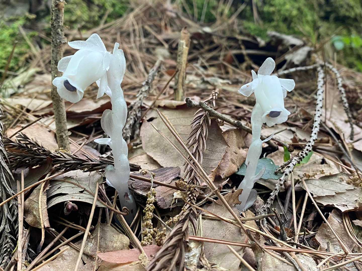 護摩堂山 往復コースの写真