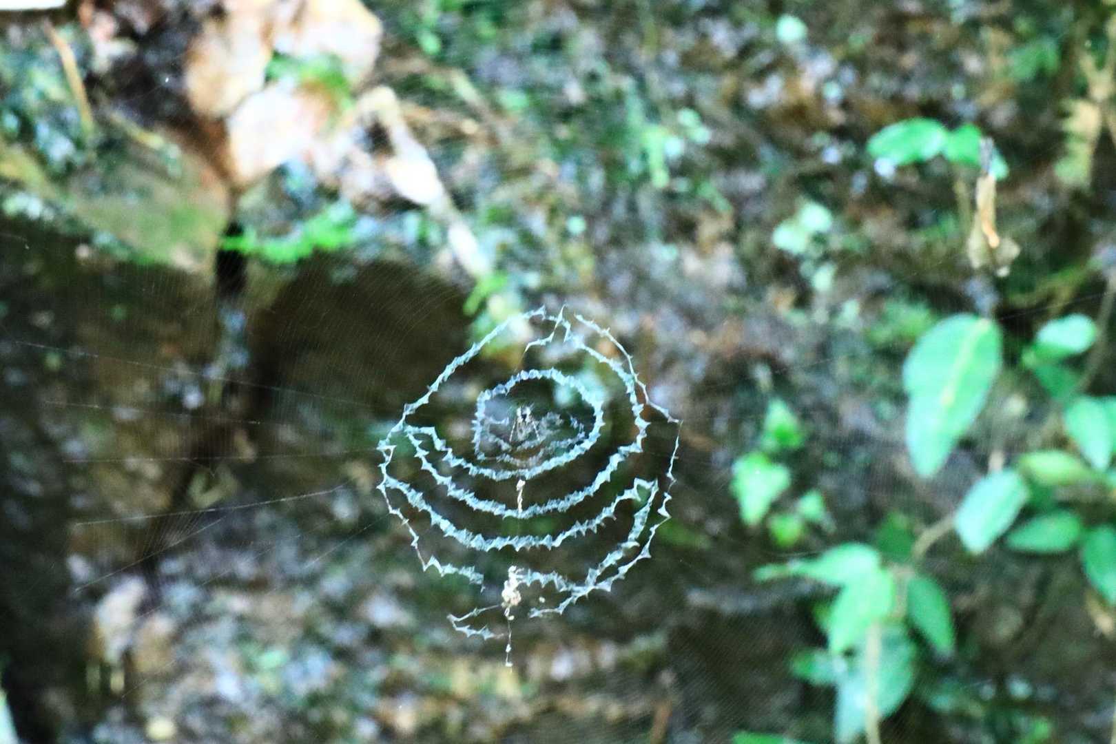 蜘蛛の巣だと思うんだけど、グルグルキャンディーみたい🍭