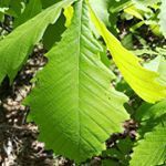 森のくまちゃん