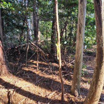 探してみたけどこの黄色テープくらいしか山頂っぽいサインを見つけられず