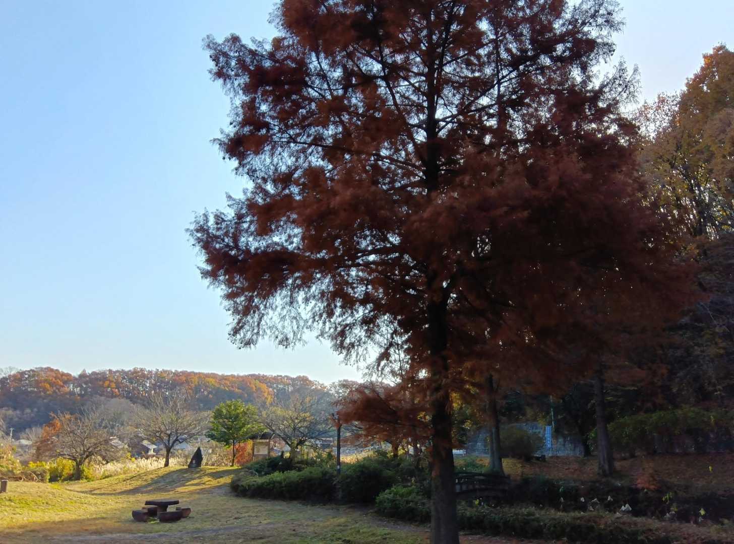 紅葉