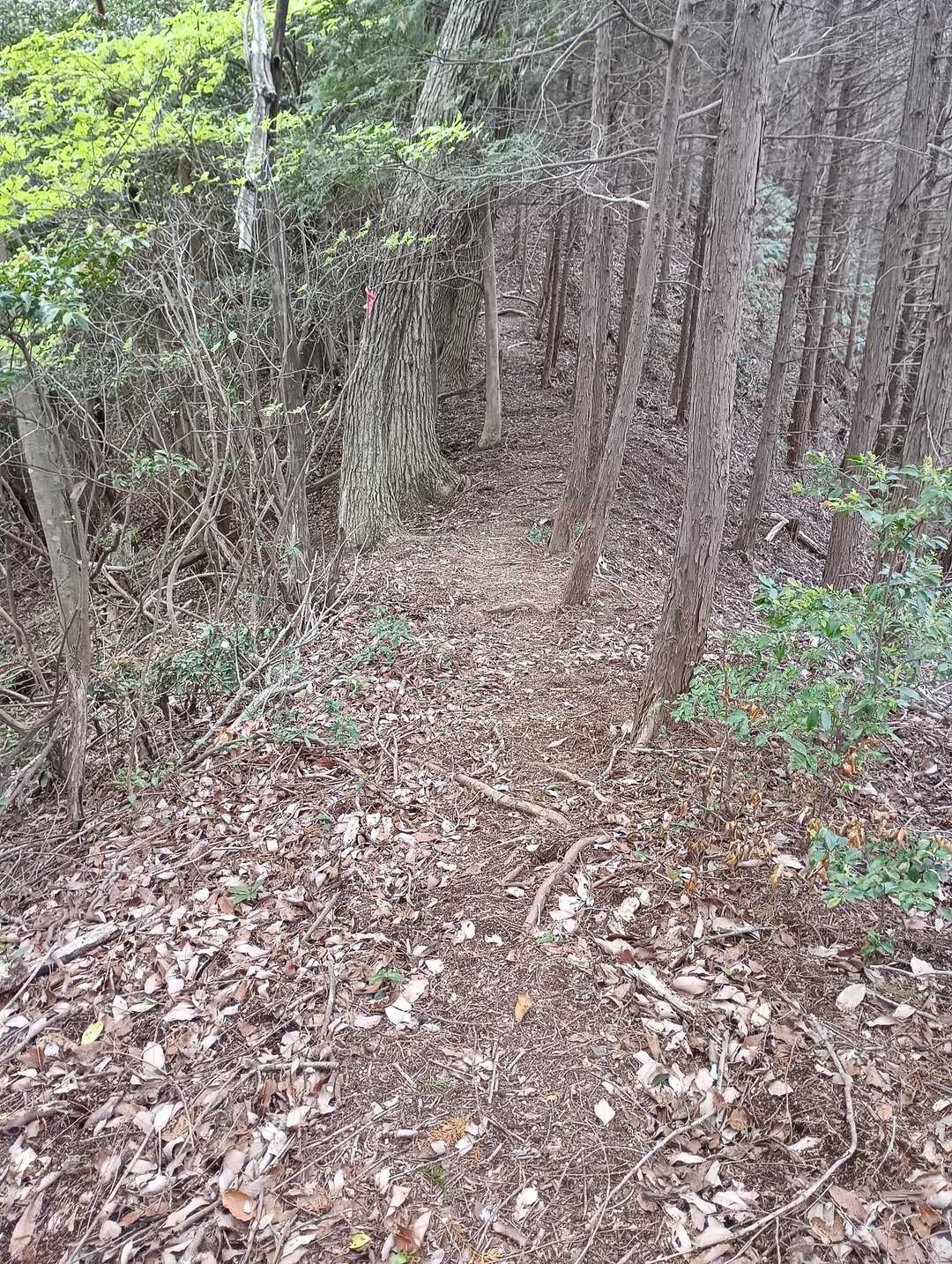 尾根歩き🐾