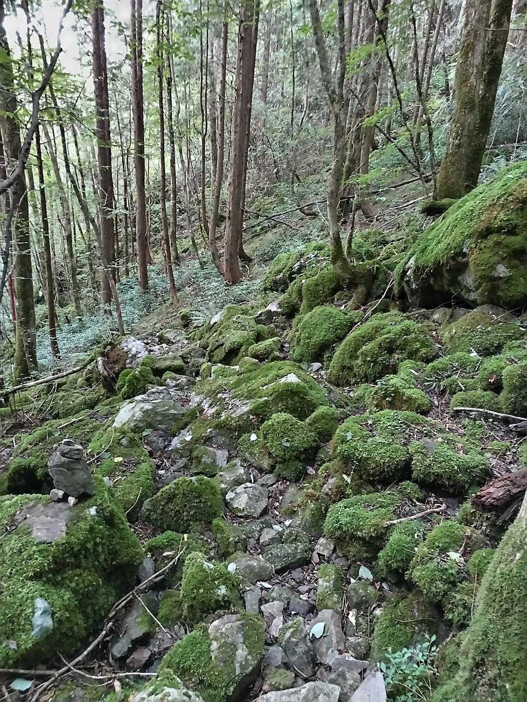 ここを降りるのは悪夢だわ
滑る…絶対滑る
遭難は山行残り１/４で起こるのよ
今まで以上にゆっくり慎重に
ゴルゴ13みたいに体重を差し出した足先に全部かけないように重心の移動を意識しながら下山する私