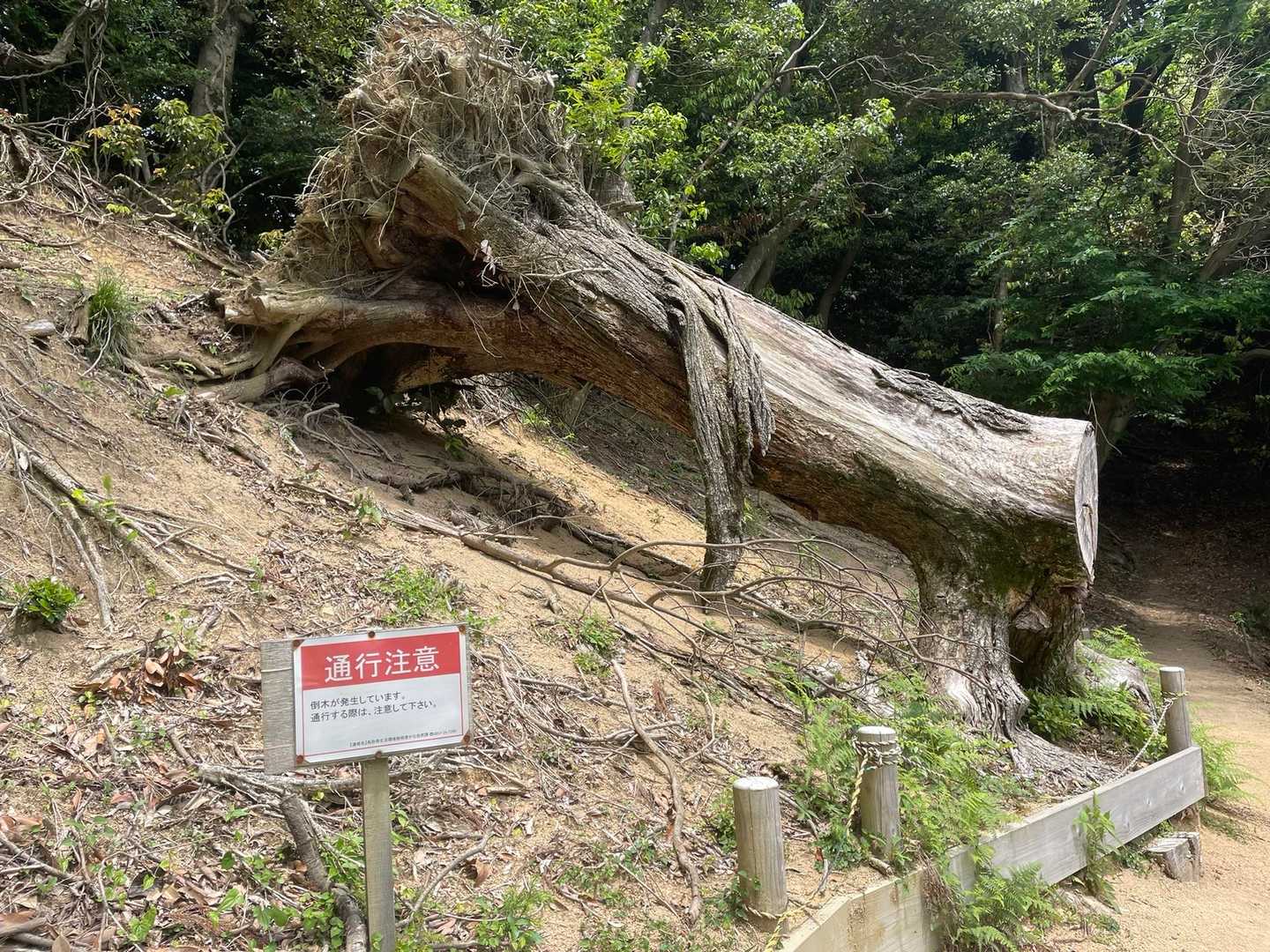 腕立て伏せ