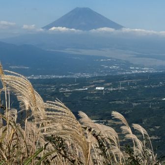 ススキ越し🌾の富士山🗻
