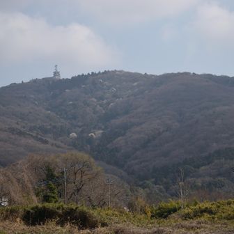宝篋山を望む。下山後に分かったのですが、白い樹木はサクラではなくコブシです。