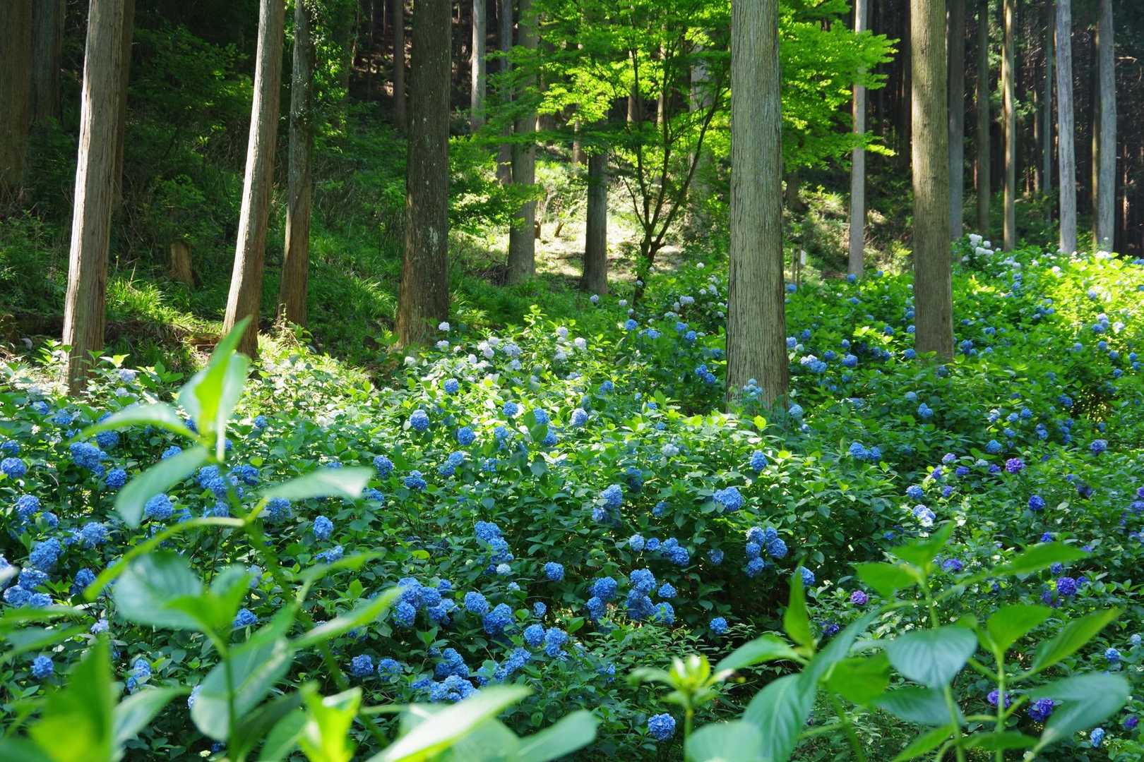 南沢あじさい山入口-南沢あじさい山入口-金比羅山-琴平神社 縦走コースの写真
