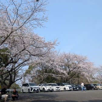 駐車場の桜が一番咲いていた