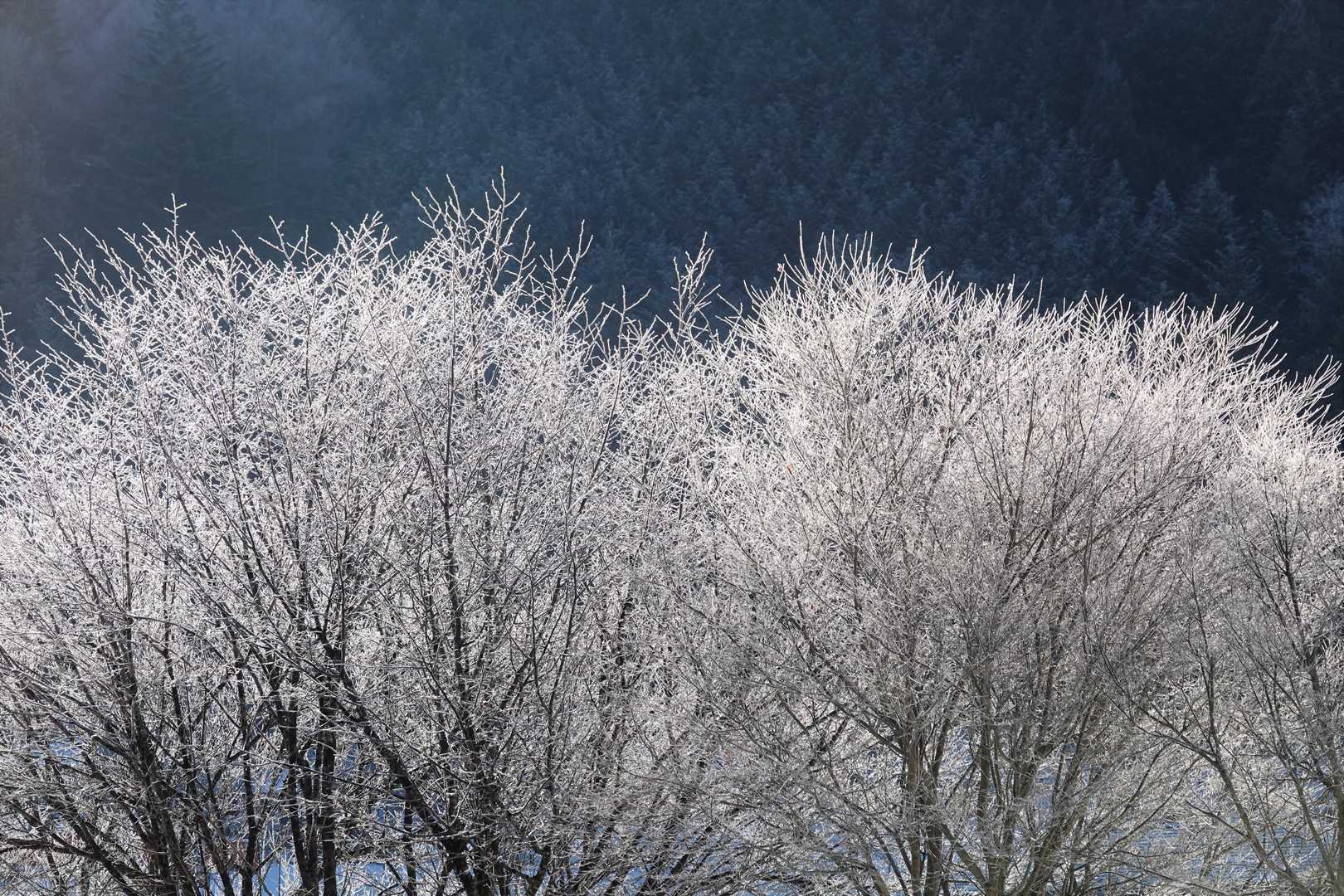 気象学的には霧氷の一種らしい、今日は山での霧氷は期待薄だと思うからこれで良しとするよ😄
