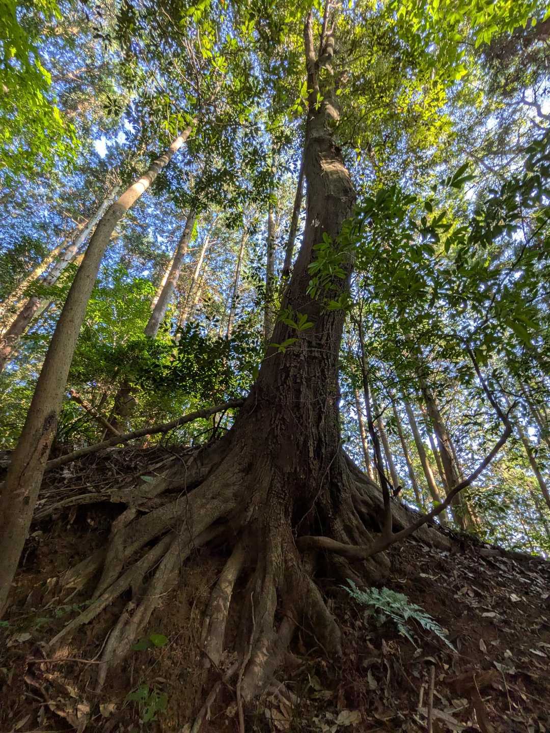 本日の巨木🌳
