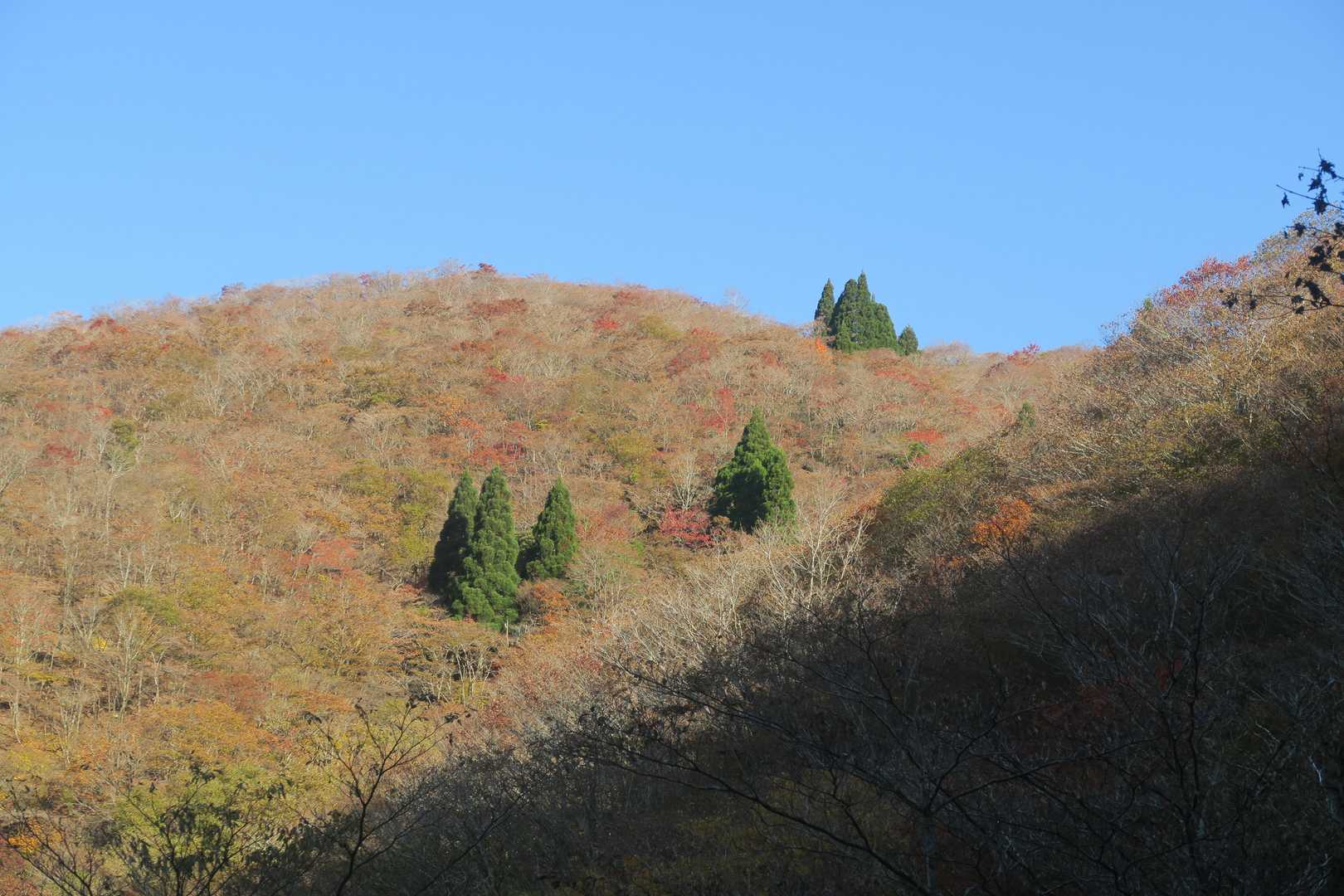 甲津畑登山口-杉峠-杉峠ノ頭-イブネ-クラシ 往復コースの写真