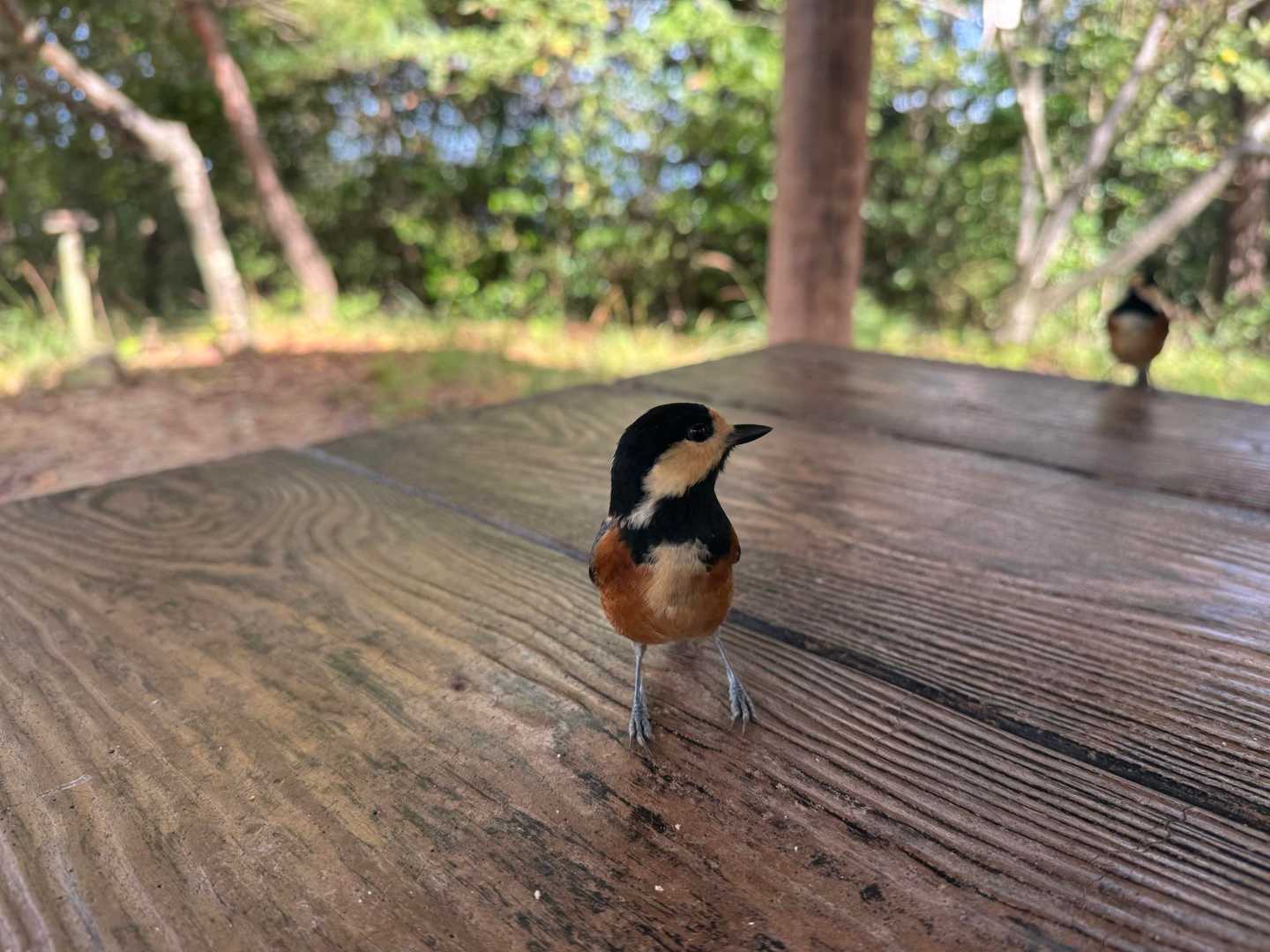 座っただけで寄ってくるヤマガラ達
人馴れし過ぎでしょw