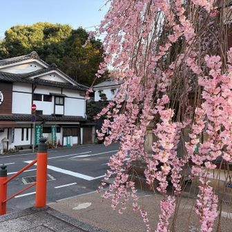 桜馬場の桜🌸この後、門前通りを通過して長谷寺駅に戻りました