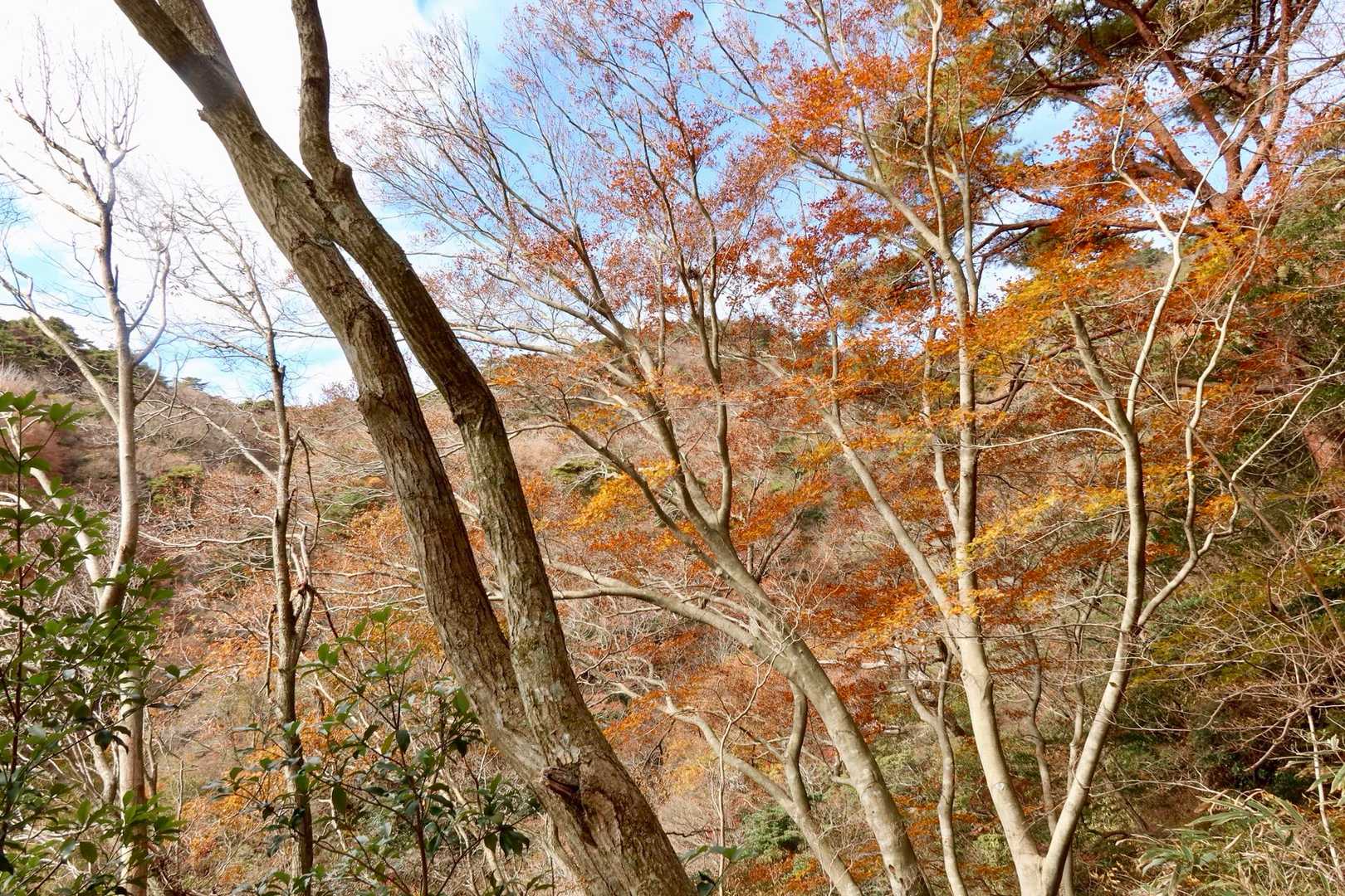 紅葉🍁はイイ時だったんじゃないかな？