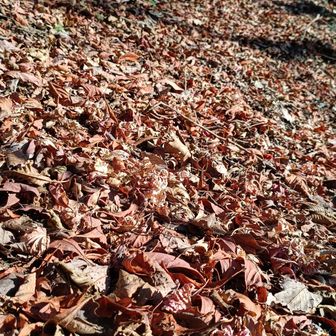 おっ♫落ち葉🍂大好き😍