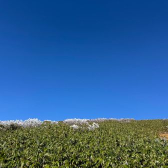 YAMAPではグレーピーク。
立ち入り禁止っぽいので引き返してきました。
姥ヶ岳へ向かう登山道を歩いているだけで自動的にピークを頂けました。


「柴灯森」

月山の姥ヶ岳～山頂間にある柴灯森（さいとうもり）周辺において、植生保護のためのロープ張り及び掲示を行いました。
この区間は数十年前に登山道が付け替えられた場所で、今は利用されていない登山道は、現在植生回復が進行している段階です。
しかし古い道に誤って踏み込んでしまうケースが多く見受けられるため、多くの人が訪れる紅葉シーズンを前に、立ち入り制限のためのロープと植生回復中のエリアだということを明確に表す掲示物をあらためて設置しました。

環境省ホームページより。