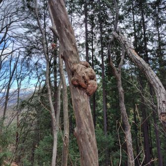なぜこんな大きなコブが出来るんだろう🤔