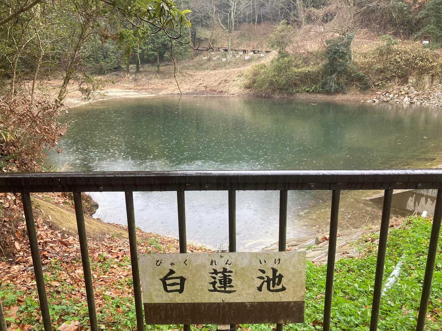 雨の白蓮池
