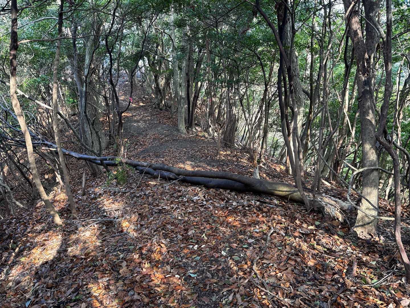 ノールックで跨げるんだけども、毎回好きで撮ってしまうんよね🤔