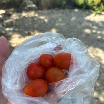 畑で採れたトマト🍅
冷たくて美味しい〜😋
