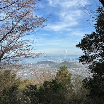 9合目。こちらの桜ももうちょい。