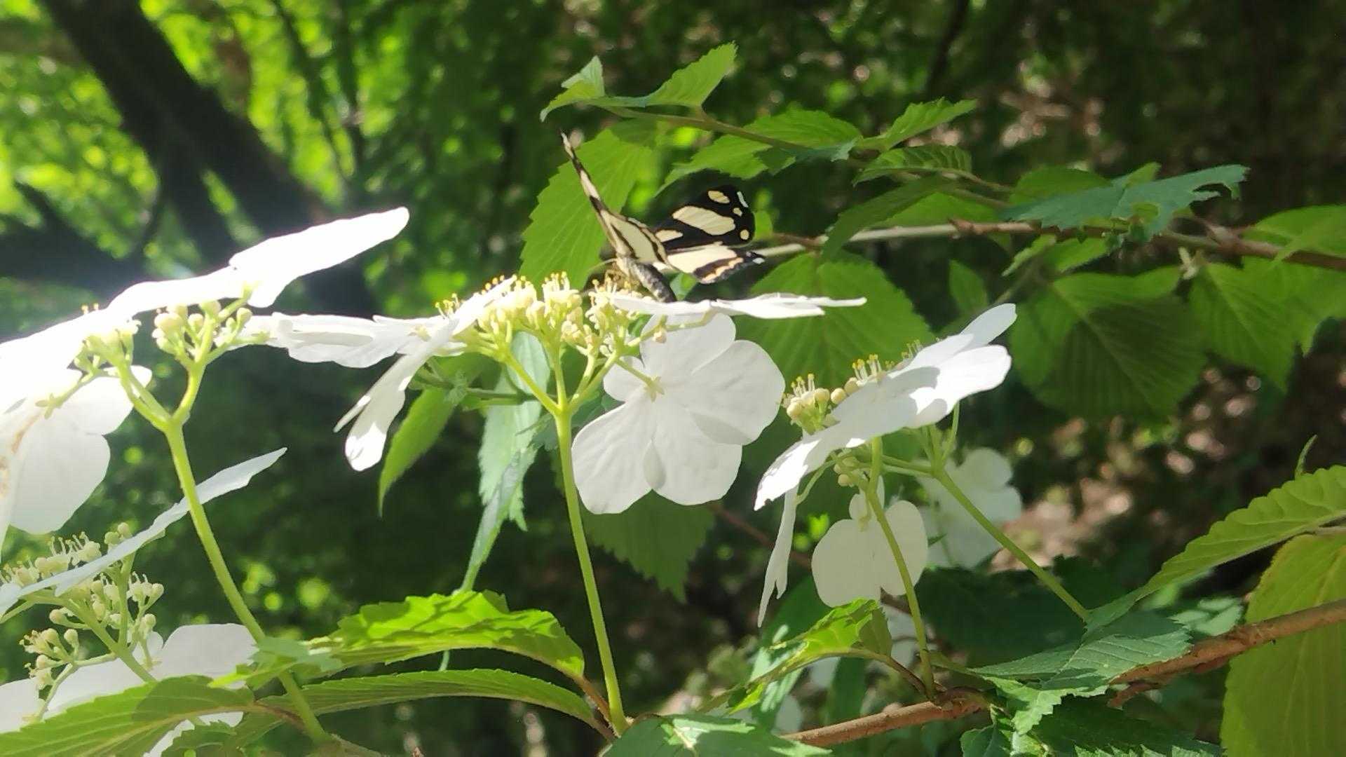 ちょーちょ