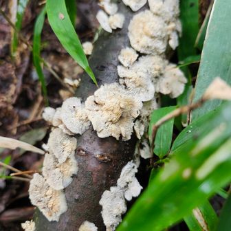 ウスバタケ🍄？
