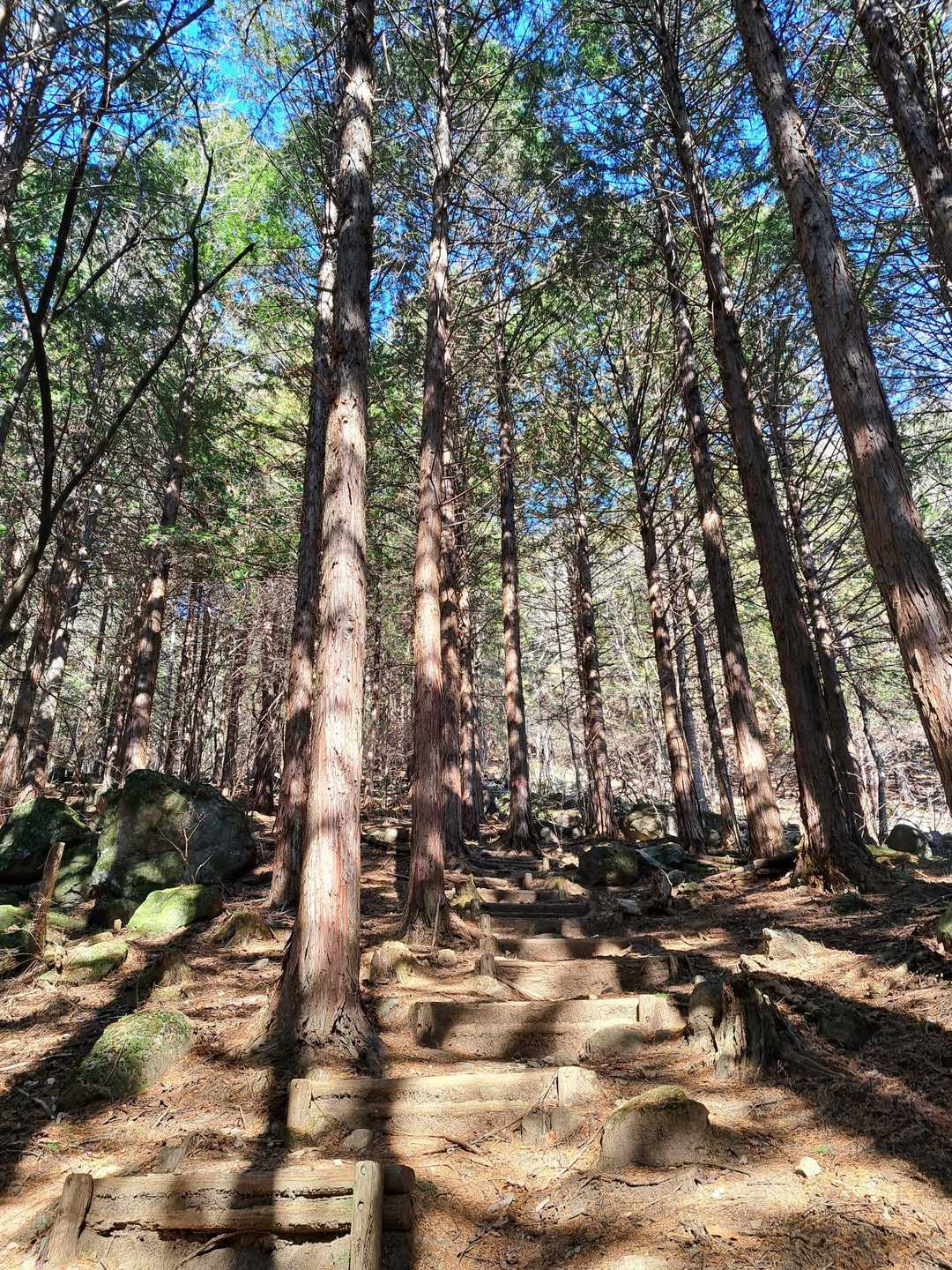 杉の木々
まだ花粉は飛んでないようです😄