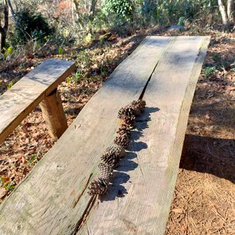 誰かが松ぼっくりを並べておいてくれました。