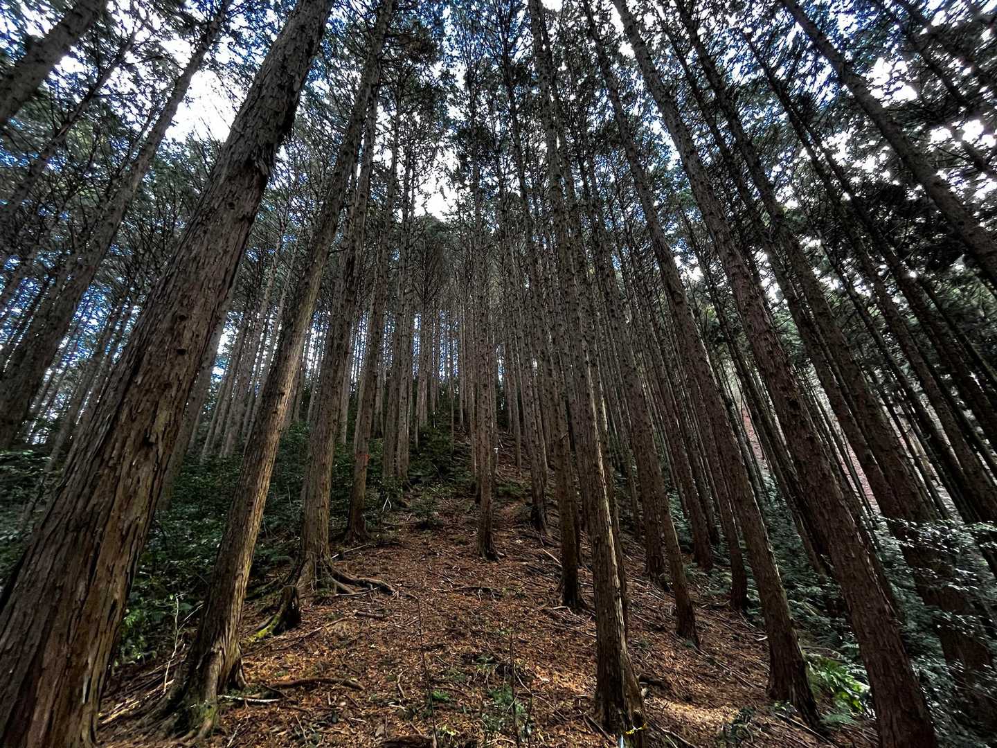 樹林帯の直登🌲