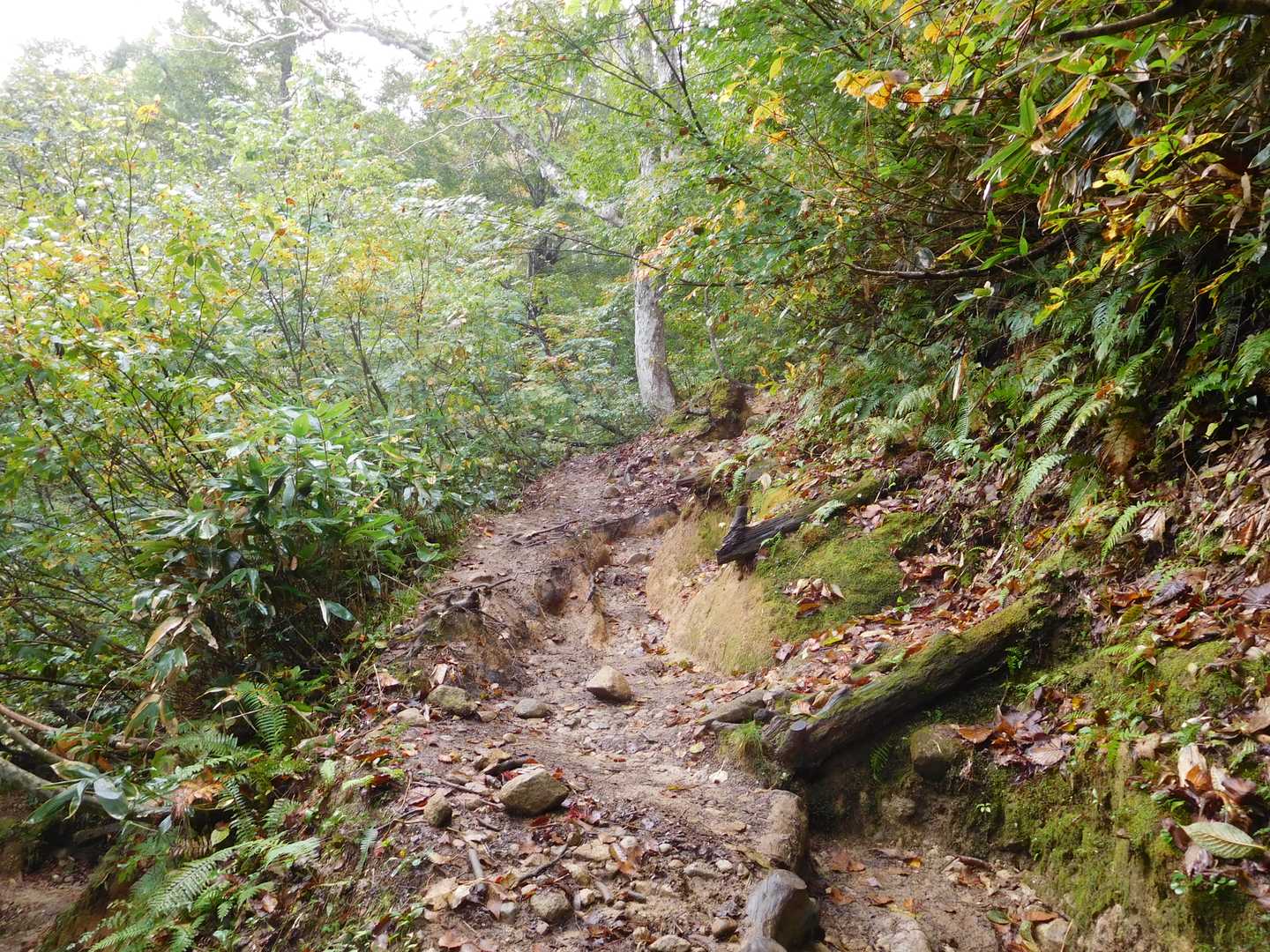薬師岳登山口-五光岩ベンチ-北ノ俣岳 往復コースの写真