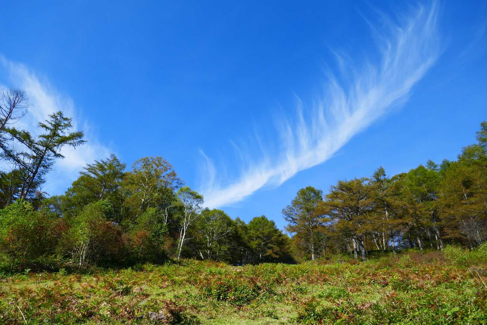 んー良い天気☀️なんか鳥の羽根みたいな雲が印象的