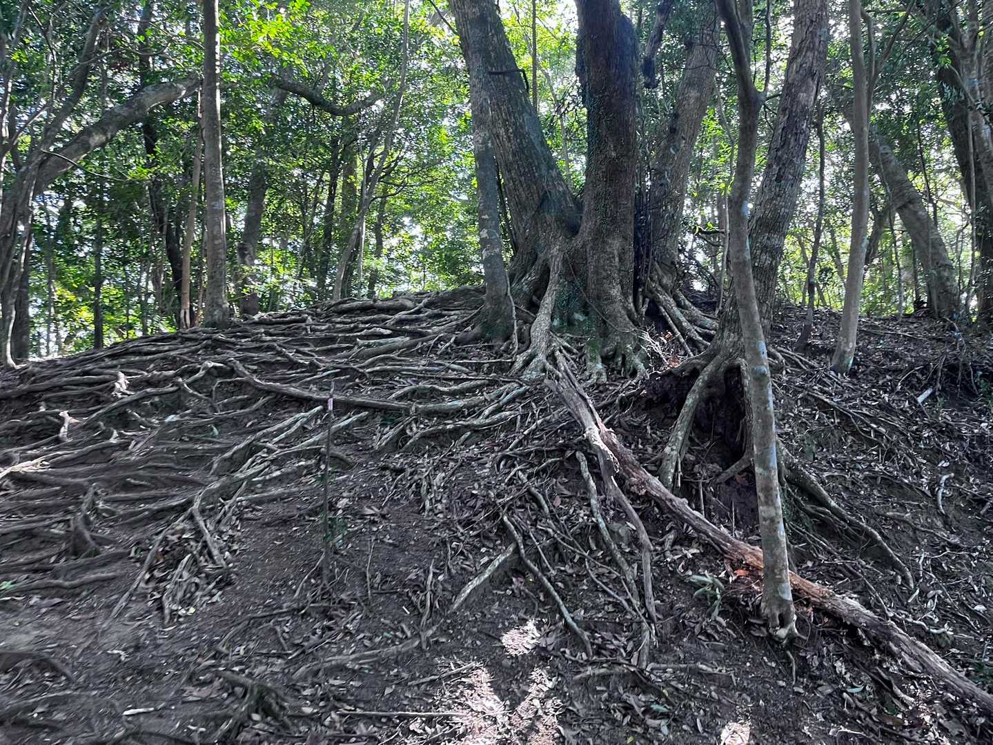 小谷登山口-双石山-九平登山口 縦走コースの写真