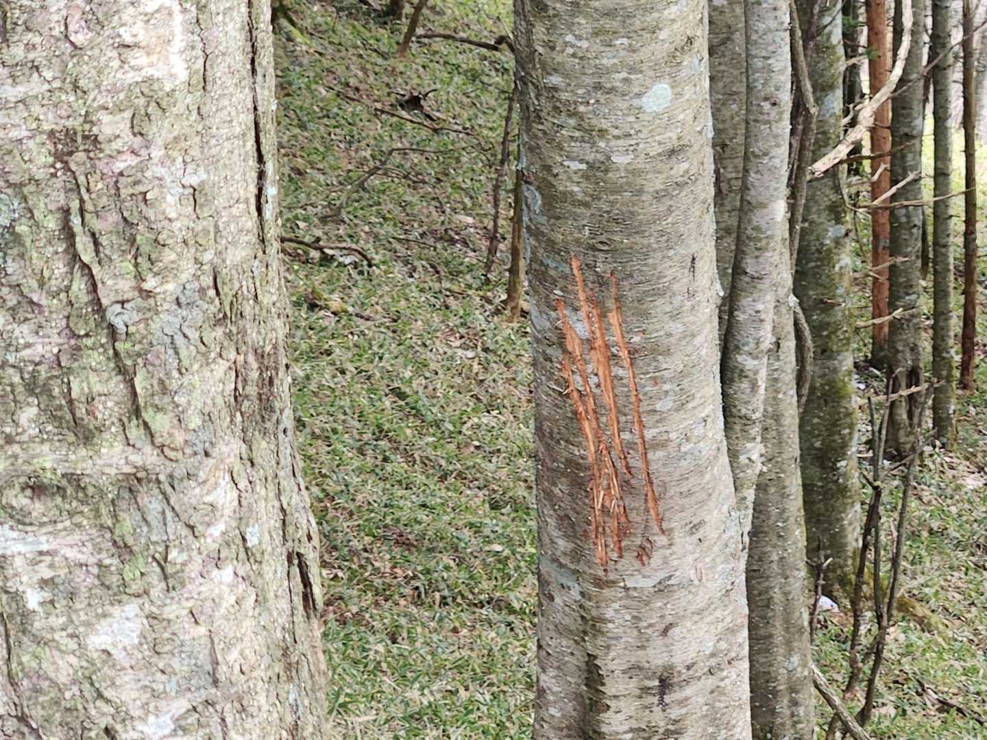 新しめな爪跡😱