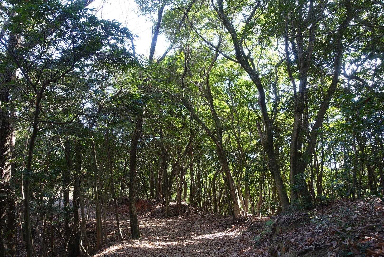 とても気持ちよい道🌳