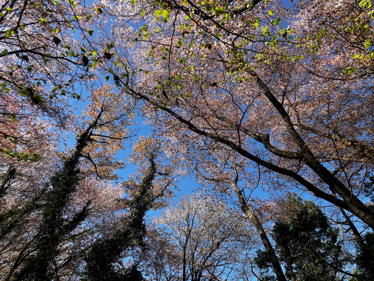 桜🌸が見えてきました。
散り始めの時期ですね。