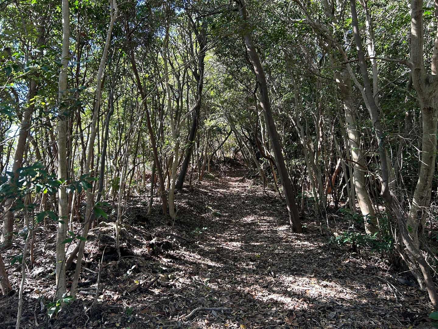 太華山-牧ヶ岳-水谷山 往復コースの写真