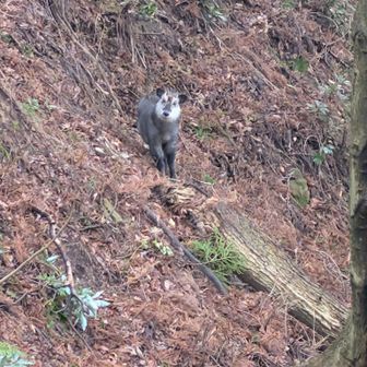 カモシカさんに遭遇！