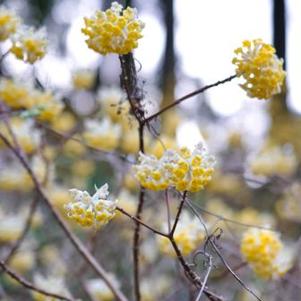 駐車場から少し歩くとミツマタの群生地がありました