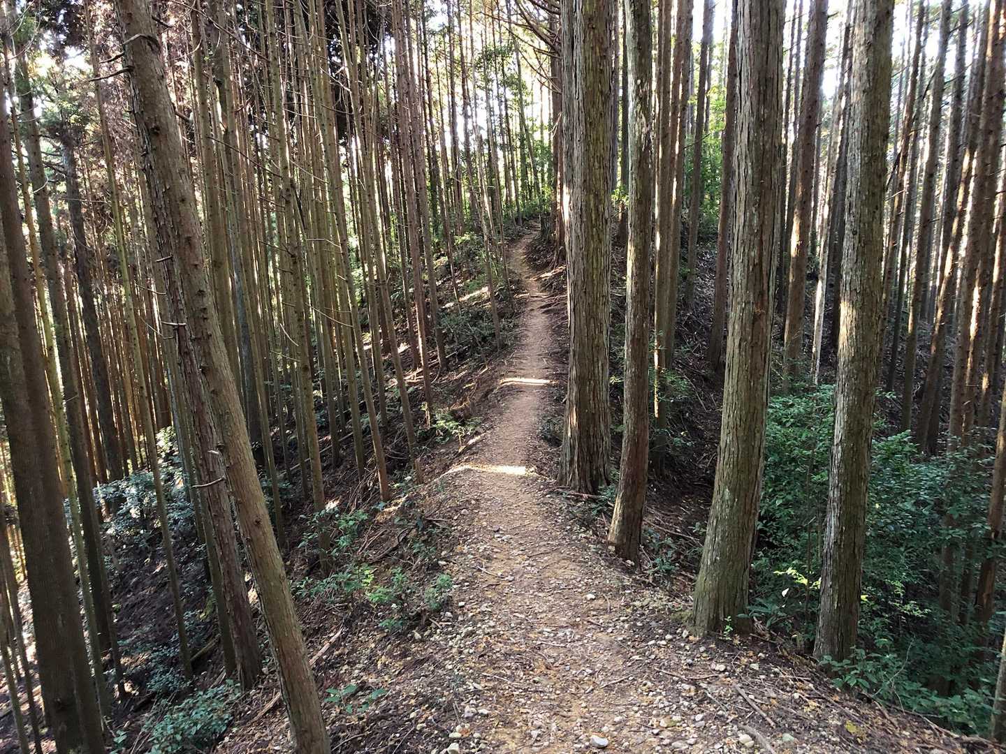 夜泣峠-向山-ポイント 縦走コースの写真