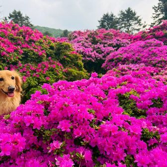 🐶さくちゃん