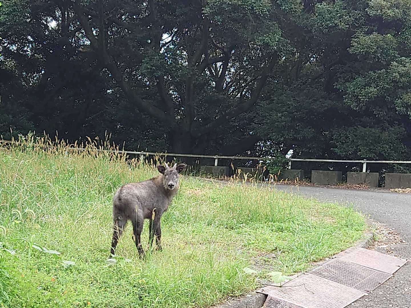 ニホンカモシカ❗