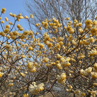 ぽんぽんかわいい